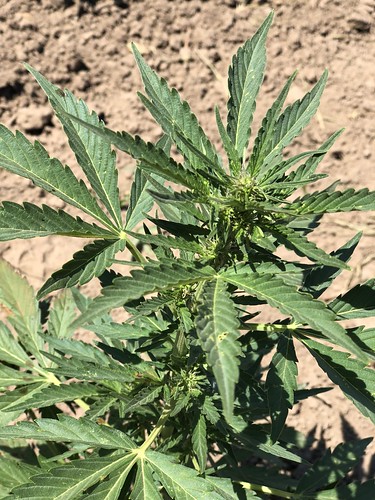 Mexiko: Oberster Gerichtshof erklärt Cannabisverbot für verfassungswidrig - Vimarsana News
