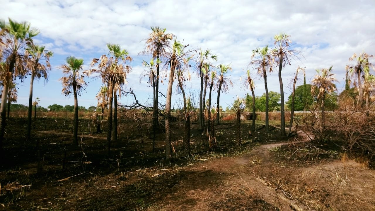 Un incendio forestal en curso en Argentina ha destruido casi un millón de hectáreas de tierra