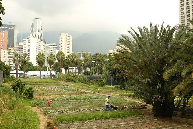 Gemüseanbau mitten im Stadtzentrum