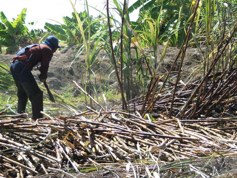 Arbeiter schneidet mit Machete Zuckerrohr
