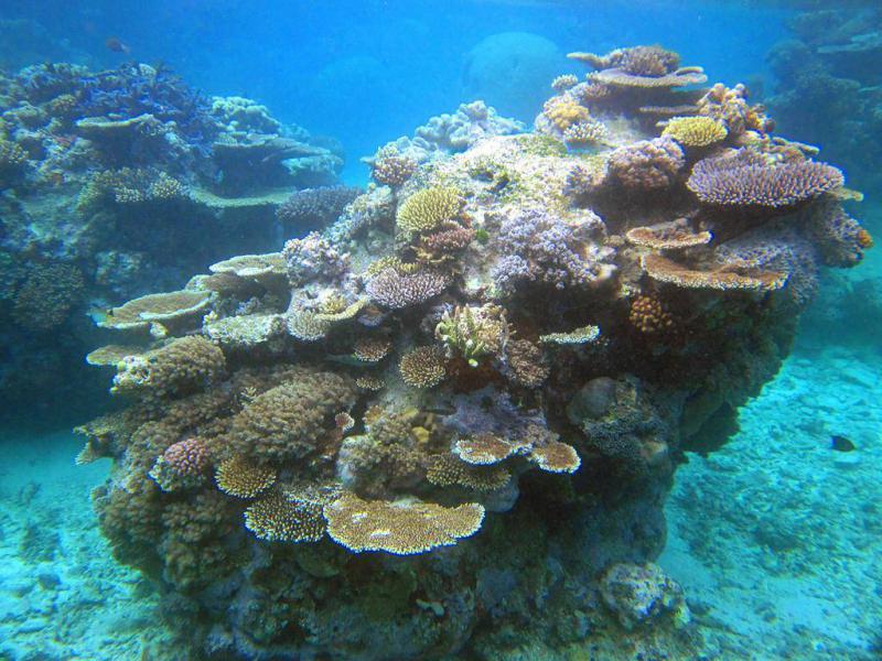 Korallenbänke - ein aussterbendes Ökosystem
