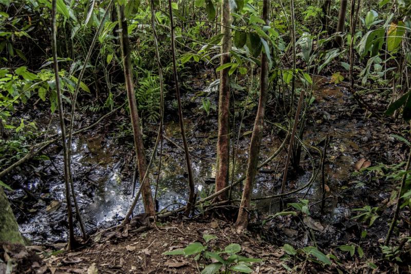 An vielen Stellen des  ecuadorianischen Amazonas tritt abgepumptes Rohöl wieder an die Oberfläche