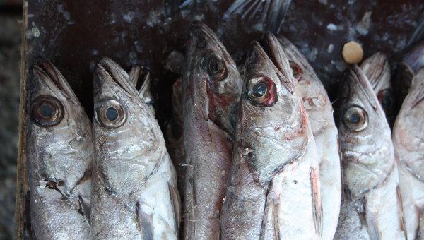 Chile und Peru haben mit Russland die Erhöhung ihrer Fisch-Exporte vereinbart