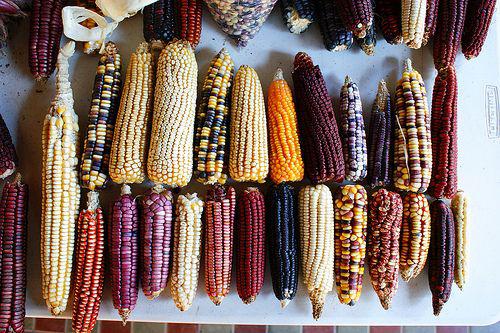 Kein Genmais, sondern Mexikos natürliche Maisvielfalt
