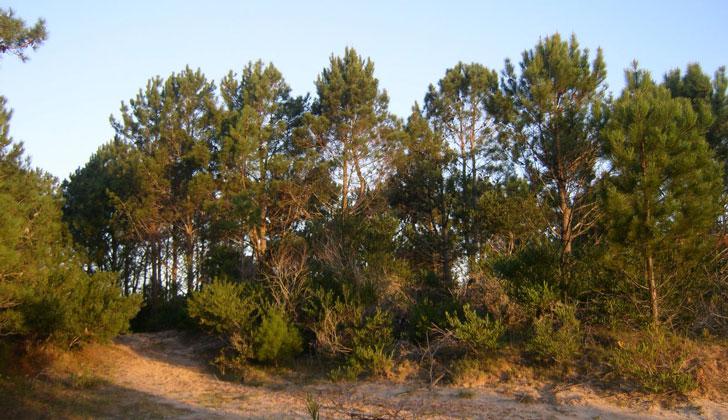 Der natürliche Wald In Uruguay soll laut Gesetz als "strategisches Element" für das ökologische Gleichgewicht geschützt werden