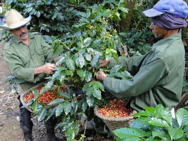 Im Landwirtschaftsbetrieb Eladio Machín in Cienfuegos wird auch Kaffee angebaut und verarbeitet