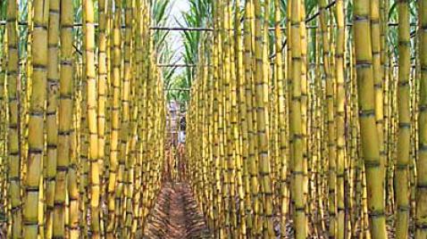 Zuckerrohranbau in Brasilien