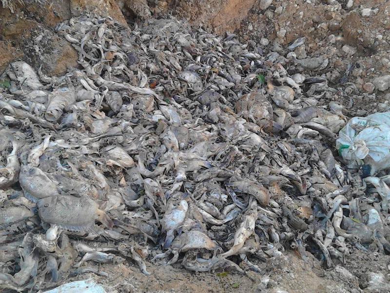 Tausende Fische starben aufgrund der Verseuchung des Flusses La Pasión mit dem Pestizid Malathion.