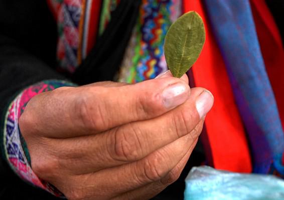 Ein indigener Bauer in Bolivien hält ein Koka-Blatt in der Hand