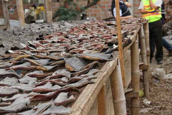 Zigtausend Haifischflossen werden trotz Verbot auf den Märkten verkauft, wie hier in der ecuadorianischen Küstenstadt Manta