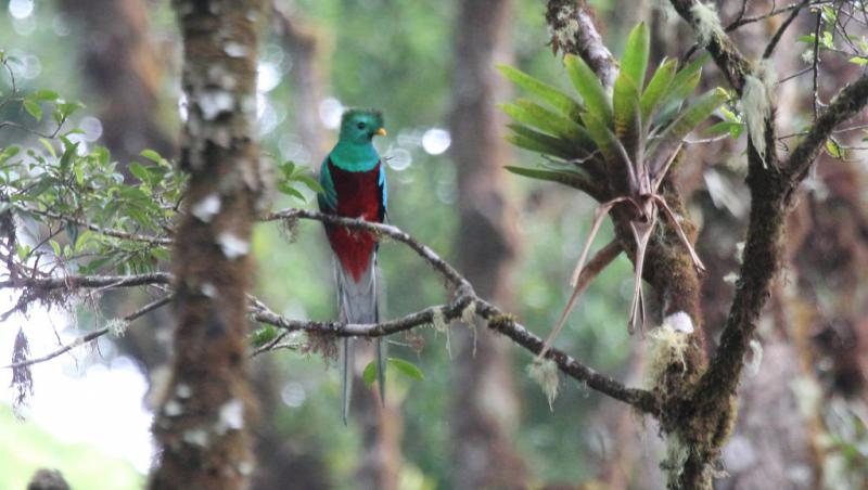 Quetzal in Savegre, Costa Rica. Dieses Reservat ist eines der fünf in Lateinamer