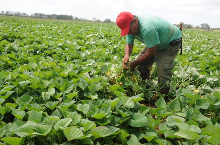 Kubas Regierung will mit der Gesetzesänderung die Landwirtschaft auf der Insel ankurbeln