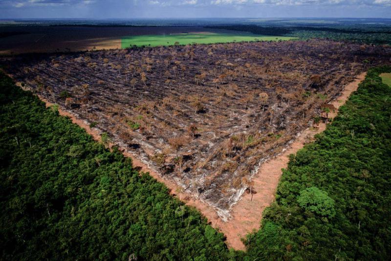 Im Vergleich zum Vorjahr hat die Abholzung im brasilianischen Amzonasgebiet im Juli 2019 um 278 Prozent zugenommen