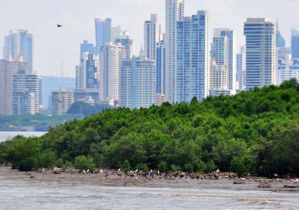Stadtentwicklungsprojekte und chemische Verschmutzung bedrohen die Feuchtgebiete der Panama-Bucht