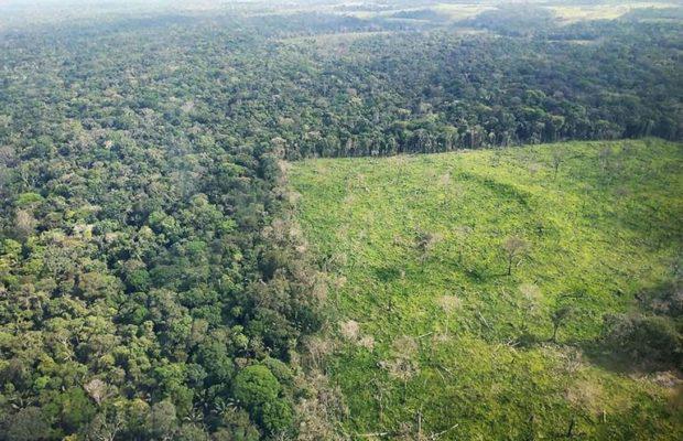 Die Abholzung von Bäumen im brasilianischen Amazonasgebiet war im Januar im Monatsvergleich auf dem höchsten Stand seit fünf Jahren