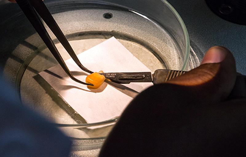 Wissenschaftler in Kuba arbeiten an kubanischen Mais-Sorten, die genetisch verändert werden
