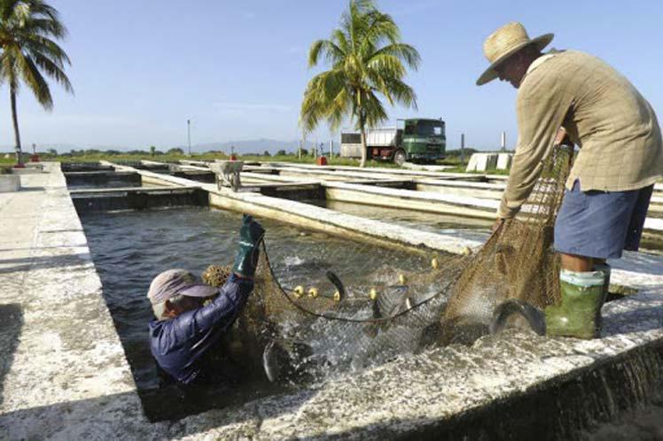 Zu den Bemühungen Kubas um die Entwicklung der Nahrungsmittelproduktion gehört auch die Förderung der Fischzucht