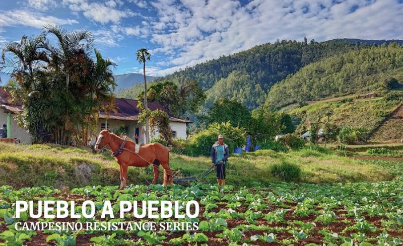 In Carache, dem Zentrum des Pueblo a Pueblo, pflügt ein Campesino das Land mit Hilfe von Zugtieren