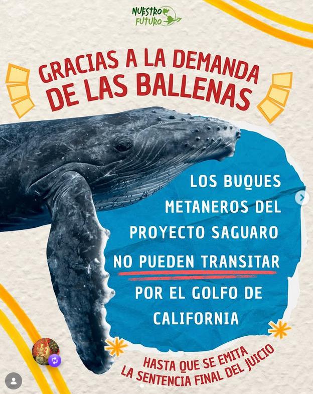 "Dank der Klage der Wale können die Gas-Tanker des Projekts Saguaro nicht im Golf von Kalifornien zirkulieren", verkünden Umweltschutzorganisationen.