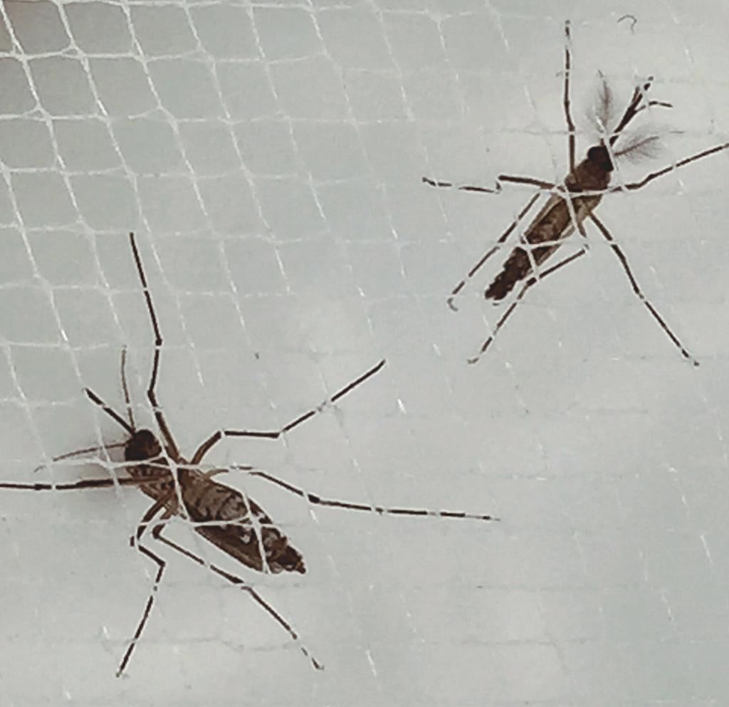 Dengue-Fieber: Paraguay ruft Gesundheitsnotstand aus | amerika21