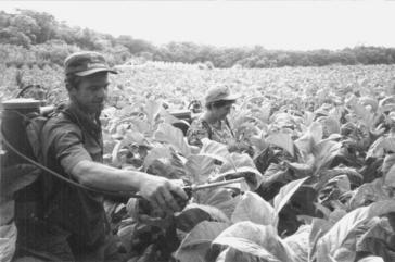 Ungeschützter Pestizideinsatz im Tabakanbau in Brasilien