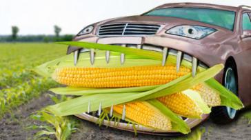 Auto frisst Mais -- die Menschen hungern?