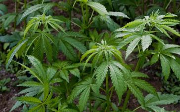 Kommerzialisierung von Marihuana wird Ende April in Uruguay gesetzlich geregelt