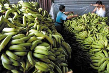 Arbeiter auf Bananenplantage bei Bandeco in Costa Rica