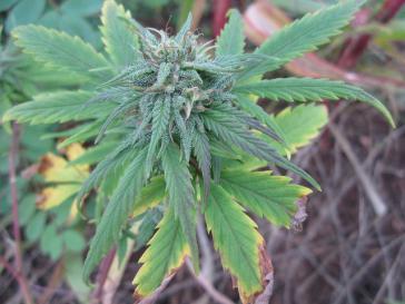 Immer mehr Länder Lateinamerikas lassen den Gebrauch von Cannabis zu medizinischen Zwecken zu