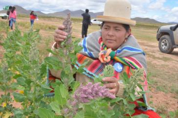 Bolivien präsentiert organische Quinoa-Produkte in Deutschland