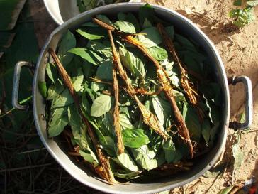 Der Pflanzensud wird aus der Rinde der Liane Banisteriopsis caapi und roten Blättern des Kaffeestrauchgewächses Psychotria viridis hergestellt