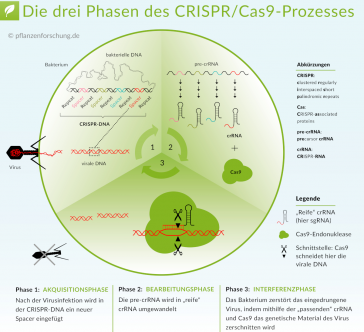 Überblick der drei Phasen des CRISPR/Cas9-Prozesses (nach Doudna &amp; Charpentier 2014, Science 346(6213))