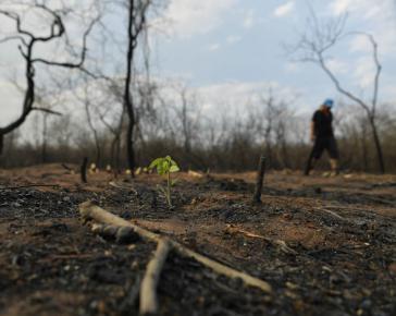 Ein Feuerwehrmann schreitet die verbrannte Erde ab, während im Vordergrund eine neue Pflanze wächst.
