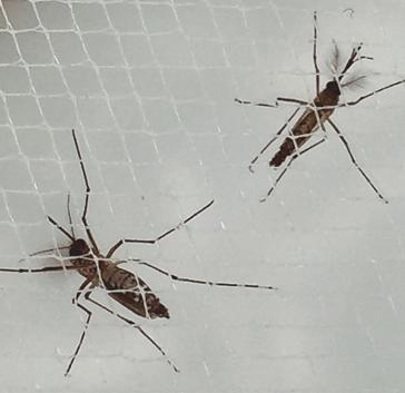 Aedes-Stechmücken übertragen das Denguefieber