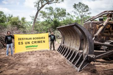 "Wälder zerstören ist ein Verbrechen": Greenpeace protestiert gegen die massive Abholzung in Argentinien
