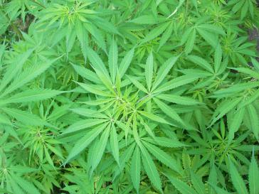 Wird Kolumbien nach Uruguay und Mexiko das nächste Land in der Region, das den legalen Cannabis-Konsum regelt?