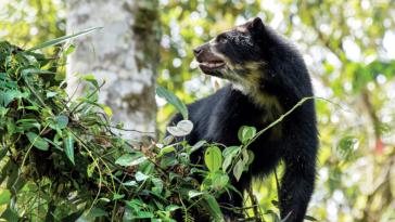 Von der Unesco zum Biosphärenreservat erklärt: Der andine Chocó von Pichincha, der auch ein ökologischer Korridor für Andenbären ist