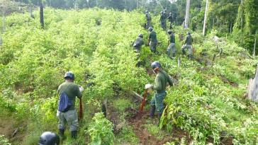 Soldaten bei der Zerstörung illegaler Kokaanpflanzungen in Alto Huallaga (Corah)