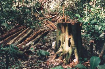 Abgeholzte Bäume im Amazonas