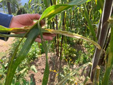 Zu wenig Wasser, zu viel Sonne: Die Maisernte in diesem Jahr ist gefährdet