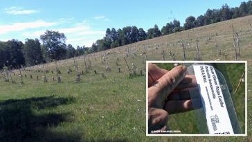 Die ersten 1.500 Bäume zum Gedenken an die Opfer der Diktatur in Chile sind gepflanzt