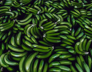 Bananen für den Export in Guayaquil. Ecuador ist einer der führenden Bananenproduzenten der Welt