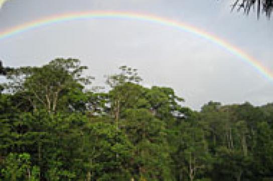 Ein Regenbogen ist über unberührtem Urwald zu sehen.