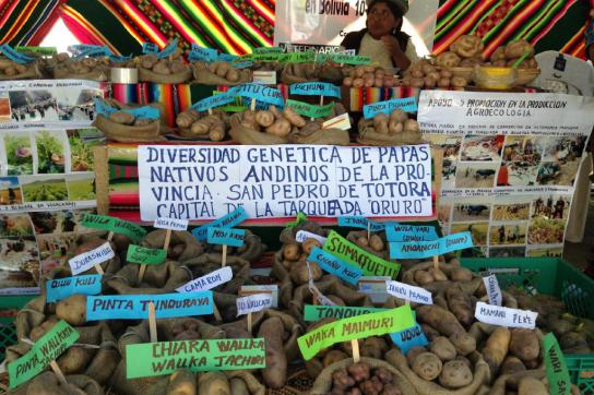 Eine Kleinbäuerin im Bolivien verkauft auf Markt biologisch angebaute Kartoffeln